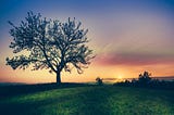 Photo byÂ ðŸ‡¸ðŸ‡® Janko FerliÄÂ onÂ Unsplash. The horizon is beautiful with a setting sun, a tree and green grass.