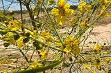Here’s What We’re Planting In Our Wildlife Habitat.