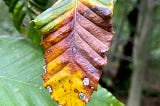 In New England, a tree-killing worm may spell the end of autumn’s yellow hues