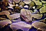 Python: A Snake That Loves Objects