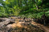 A woody forest
