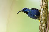 Biodiversity and A Look at Adaptive Radiation in Honeycreepers and Woodpeckers