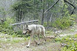 A collaboration: Washington’s non-lethal wolf conflict management tools