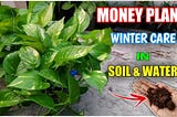 Can Money Plant Survive in Winter Season? Find Out The Truth