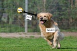 Go, FETCH()!