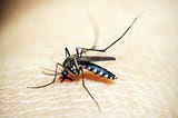 Wiping out Malaria Mosquitoes and Impact on other Native Species