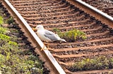 The Gull on the Train Track