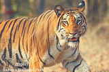 Jaipur sightseeing places: Why choose Sariska National Park in the itinerary?