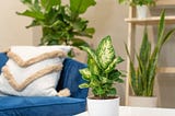 Low maintenance indoor plants non toxic