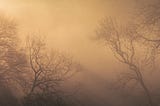 Four leafless trees appear to be dancing in the soft, golden morning light.