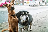 What happens to your pets when ICE comes to town?
