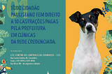 Sabe por que a castração de cães e gatos é fundamental?