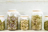 Sprouting 101: The Ultimate Guide to Sprouting Literally Any Seed or Nut