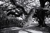 Using tree portraits to practice manual focusing