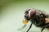 A close-up image of a fly blowing a bubble from its mouth