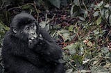 Gorilla Safari & Tours in Uganda