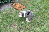 My puppy is entirely predictable (and you are too) — why ‘free will’ doesn’t exist and what you…