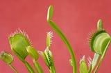 Carnivore plants with trap mechanisms