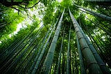 Bamboo Growth