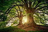 Two large old-growth trees standing in the sunshine.