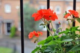 Friends on My Balcony