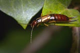 Earwig on leaf