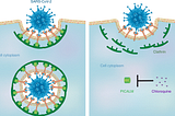 What is Coronavirus, exactly?