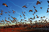 Bioregional learning guided by 4 D regenerative design literacy
