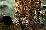 O Fascinante “A Vida dos Leopardos”