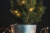 A Christmas Tree in a Bucket