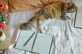A to-do list for new cat parents — everything you need to do!