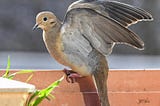 a mourning dove stretching its wings