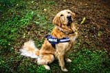 Know the reasons for using a dog harness ad no pull dog harness