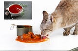 Can Cats Eat Meat With Tomato Sauce? Vital Facts Unveiled