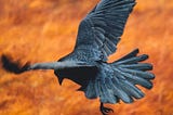 A majestic black raven flying over a dry, dusty, orange-rust colored landscape