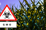 GMOs deregulation is an abandonment of hustlers, Kenya kwanza, and the bottom-up approach