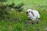 A rabbit in the grass.