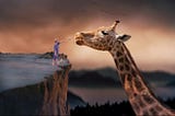 A young boy standing on a rock overhang, so he can reach up to feed the wild giraffe, the hay that he knows the giraffe will enjoy.