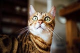 The Curious Case of Realm DAO — (Using Realm in android with DAO pattern)