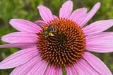 Echinacea flower with a bee.
