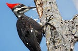 MEET THE WOODPECKER; THE INTRESTING CREATURE WITH SPECIALIZED SKILLS