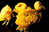 Shevanti plant — 9 tips to take care of chrysanthemum