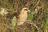 Yellow rail sitting in grass. The bird has a yellow beak and yellow breast with brown feathers on its back.