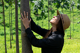 Invest in the Eco-Tree Program by World Tree: Empress Trees