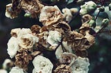 Withering white flowers on branches