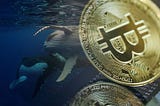 Bitcoin Whales