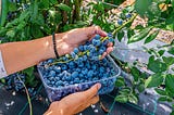 Tricks to Double your Blueberry Harvest!