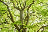 Manifesting with the Tree of Life