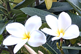 Perfume of Frangipani, Christmas Trees on the National Mall