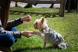 Do You Know How To Say Hello To A Dog ?